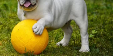 Qual é o campo harmônico de si maior?