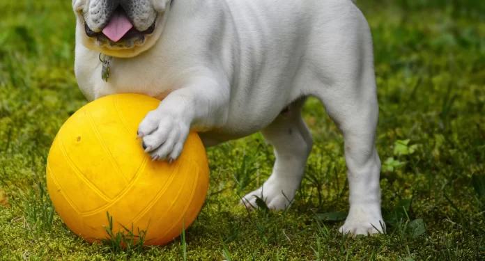 Qual é o campo harmônico de si maior?
